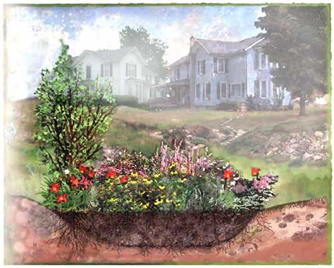 Illustration raingardensdotorg