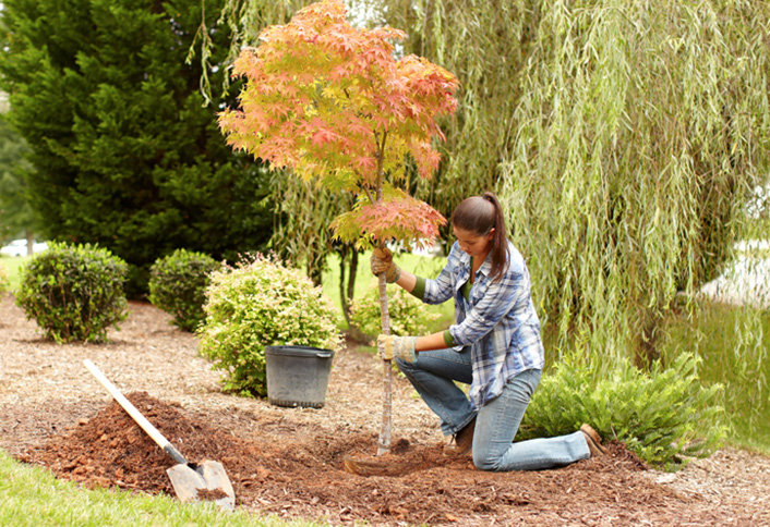 easy-steps-to-plant-new-tree-HT-PG-OD-hero