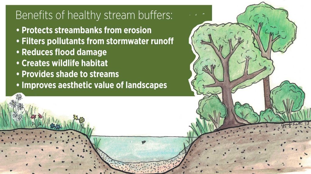Health stream buffers reduce erosion and flood damage, filter pollution, and create habitat.